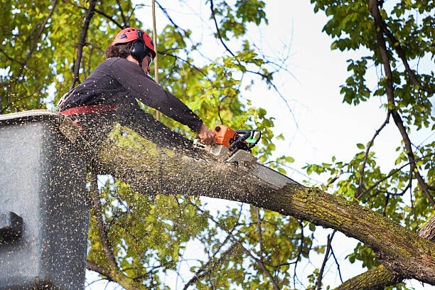 Best Hedge Trimming  in Waxahachie, TX